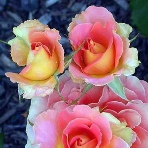 Meet your Posher, Freda